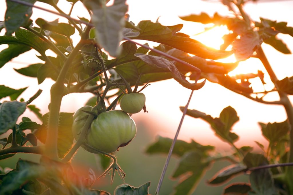 Photo Pollice Verde Moderno: Strategie Sostenibili per il Giardinaggio