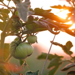 Photo Pollice Verde Moderno: Strategie Sostenibili per il Giardinaggio